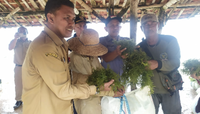 Rumput Laut Sumenep: Panen Melimpah, Petani Merana.