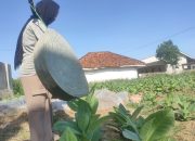 TIHT 2025: Janji Manis Pemkab Sumenep untuk Petani Tembakau